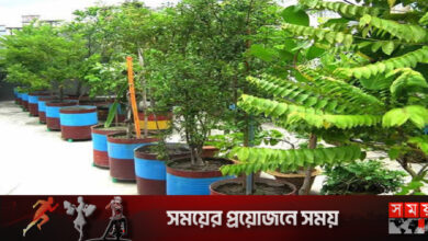 বাড়ির ছাদেই হোক তেঁতুল চাষ