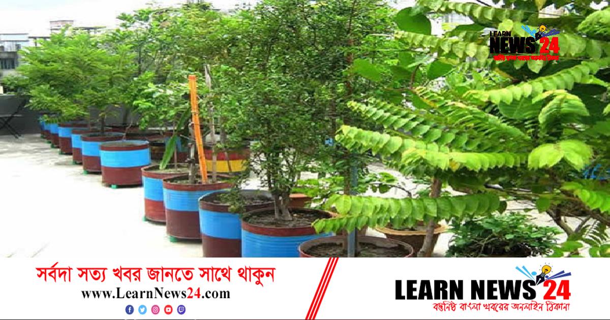 বাড়ির ছাদেই হোক তেঁতুল চাষ বাড়ির ছাদেই হোক তেঁতুল চাষ