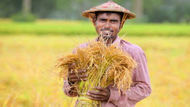 ফেনীতে ৪৬ হাজার কৃষককে প্রণোদনা দিচ্ছে সরকার, বরাদ্ধ ৩ কোটি ১৭ লাখ টাকা