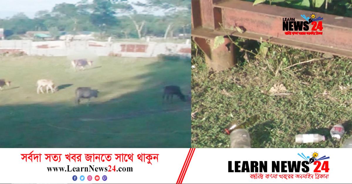 দিনে চড়ে গরু ছাগল, রাতে মাদকসেবীর আখড়া দিনে চড়ে গরু ছাগল, রাতে মাদকসেবীর আখড়া