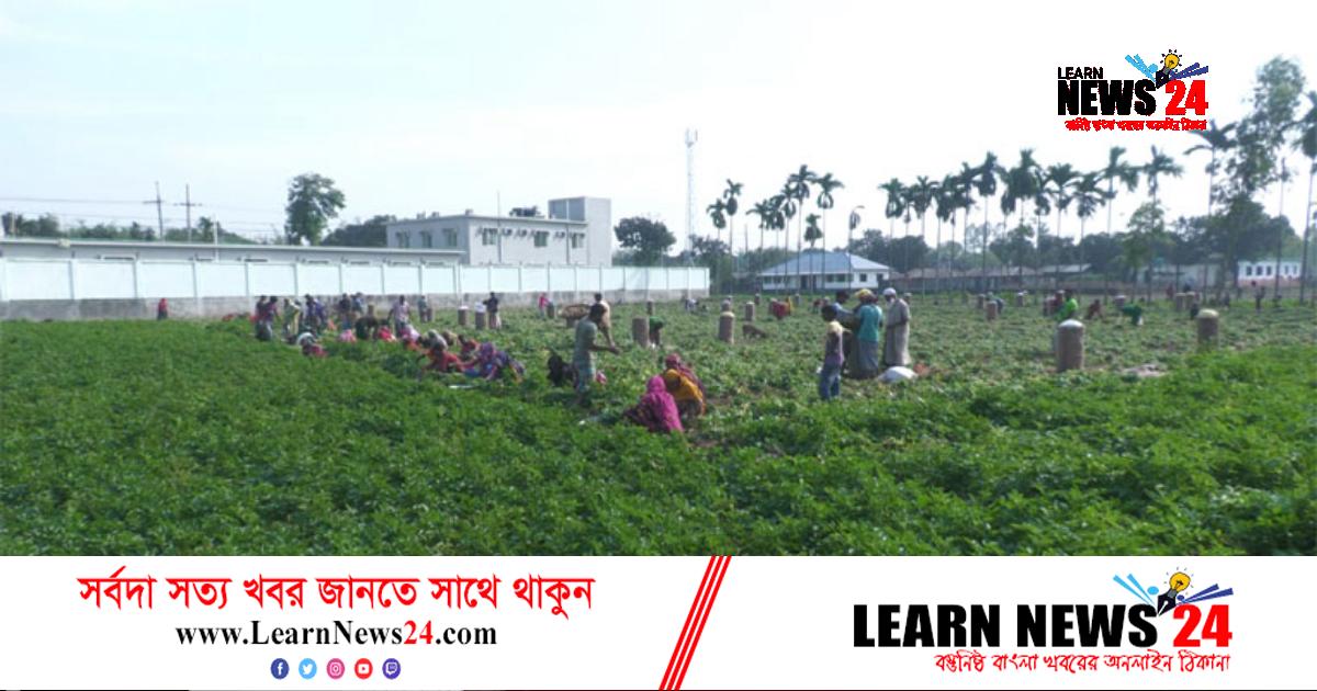 নীলফামারীতে ব্যস্ততার শেষ নেই আলু চাষিদের