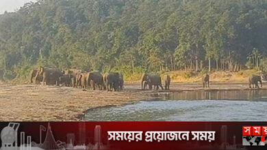 নেত্রকোনায় হাতির আক্রমণে আহত কৃষকের মৃত্যু