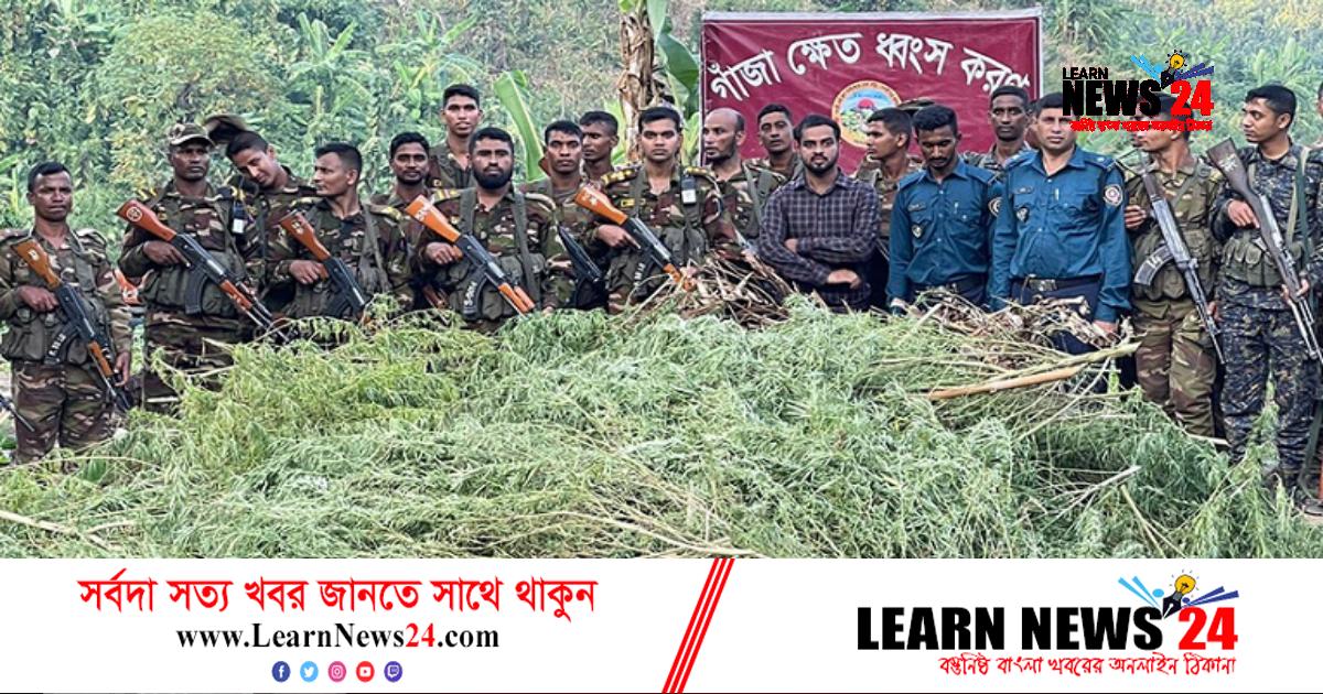 শত বিঘার গাঁজা ক্ষেত ধ্বংস করল সেনাবাহিনী শত বিঘার গাঁজা ক্ষেত ধ্বংস করল সেনাবাহিনী