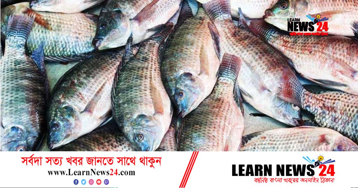 ফেনীতে স্বল্প আয়ের মানুষের নাগালের বাহিরে তেলাপিয়াও ফেনীতে স্বল্প আয়ের মানুষের নাগালের বাহিরে তেলাপিয়াও