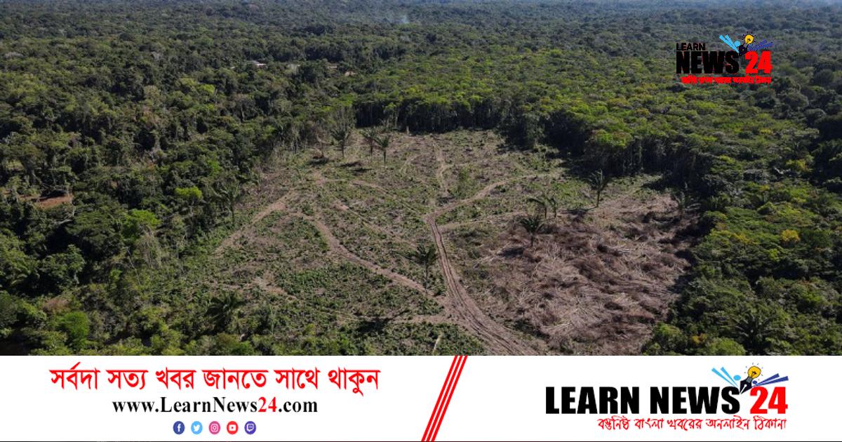 আমাজন রক্ষায় ব্রাজিলে প্রাথমিক কার্যক্রম শুরু