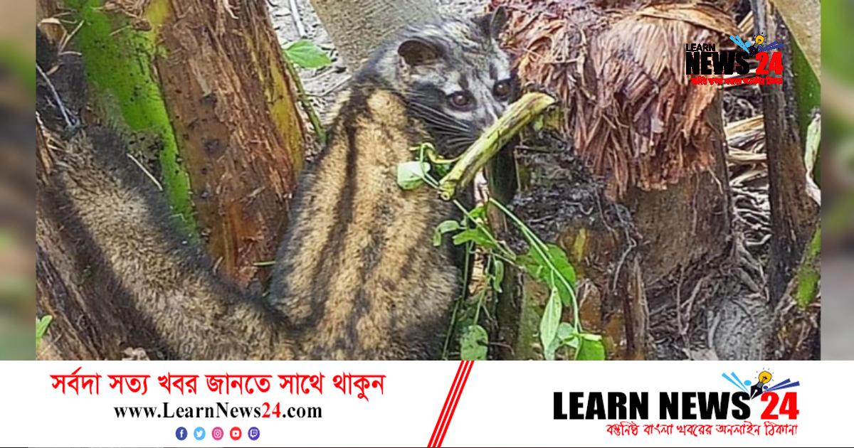 গন্ধগোকুল না মেরে অবমুক্ত করল কিশোররা গন্ধগোকুল না মেরে অবমুক্ত করল কিশোররা