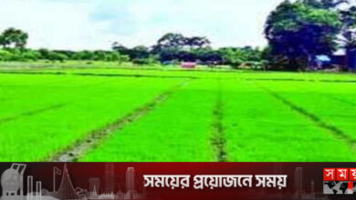 ঘন কুয়াশায় বীজতলা নষ্ট, দিশেহারা কৃষক