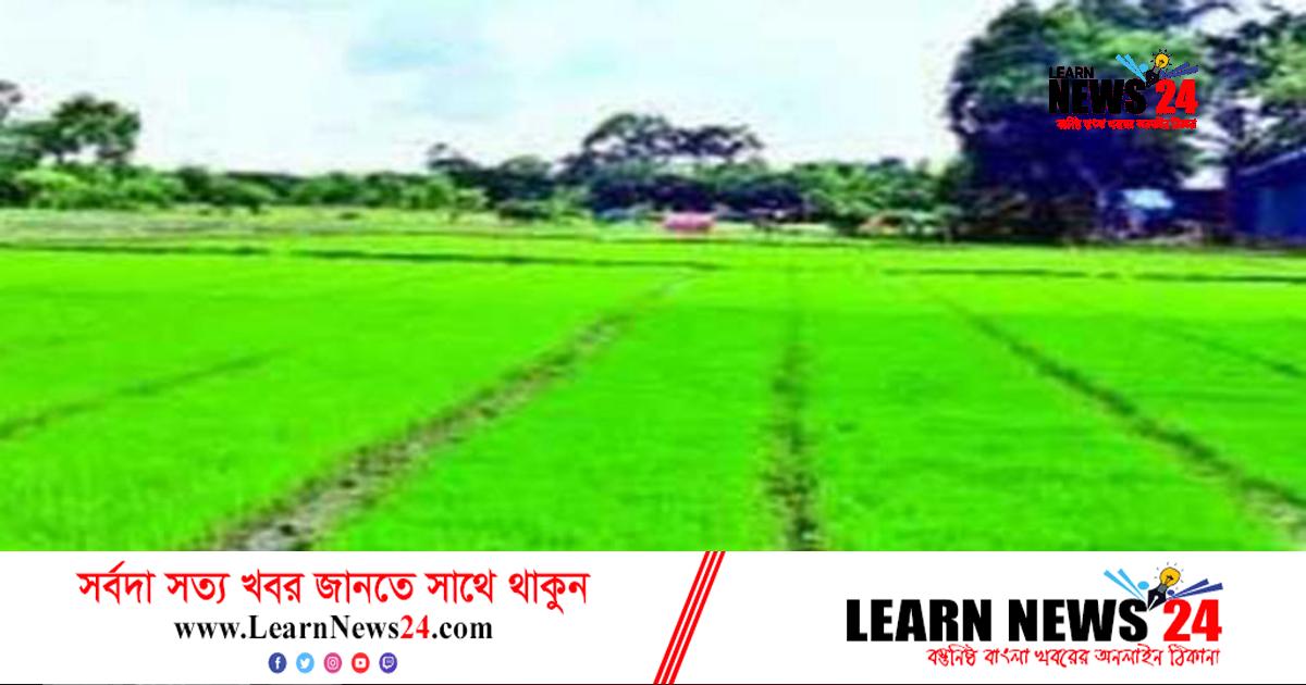 ঘন কুয়াশায় বীজতলা নষ্ট, দিশেহারা কৃষক ঘন কুয়াশায় বীজতলা নষ্ট, দিশেহারা কৃষক