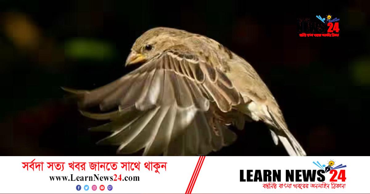 মানসিক স্বাস্থ্যে ইতিবাচক ভূমিকা রাখে পাখির গান: জরিপ মানসিক স্বাস্থ্যে ইতিবাচক ভূমিকা রাখে পাখির গান: জরিপ