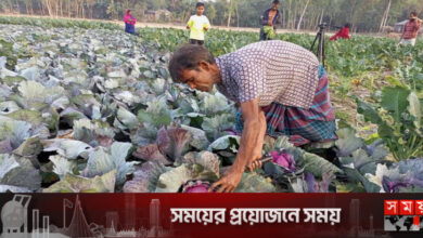 লাল বাঁধাকপি বদলে দিয়েছে বেলালের ভাগ্য