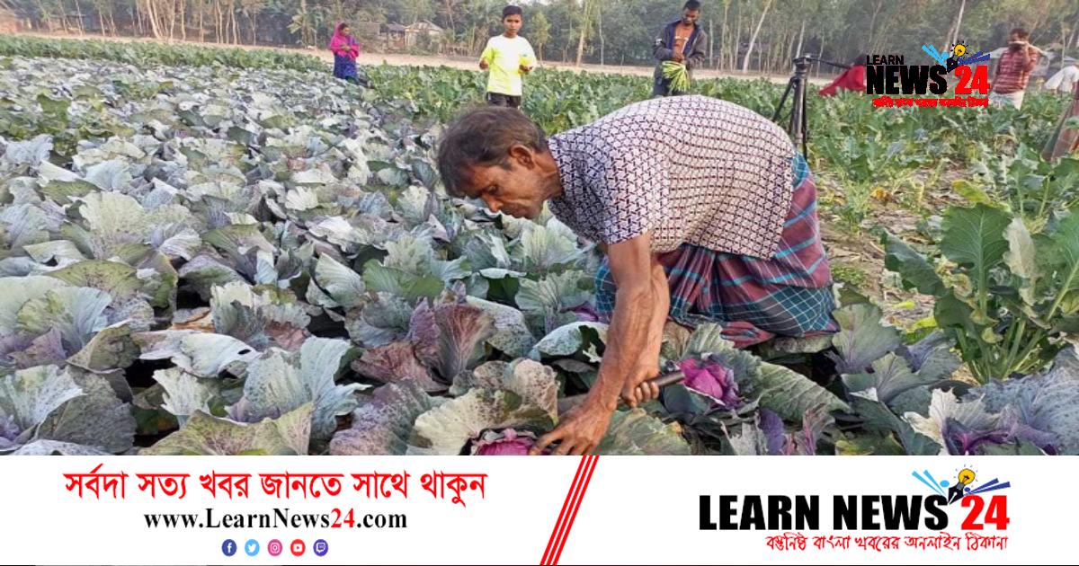 লাল বাঁধাকপি বদলে দিয়েছে বেলালের ভাগ্য