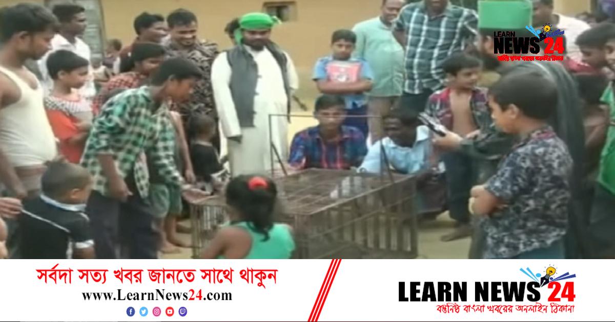 হাঁস-মুরগি খেতে এসে ফাঁদে আটকা মেছো বাঘ, অতঃপর…