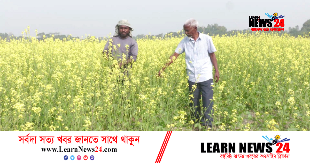 প্রথমবার হাকালুকি হাওড়ে সরিষার বাম্পার ফলন