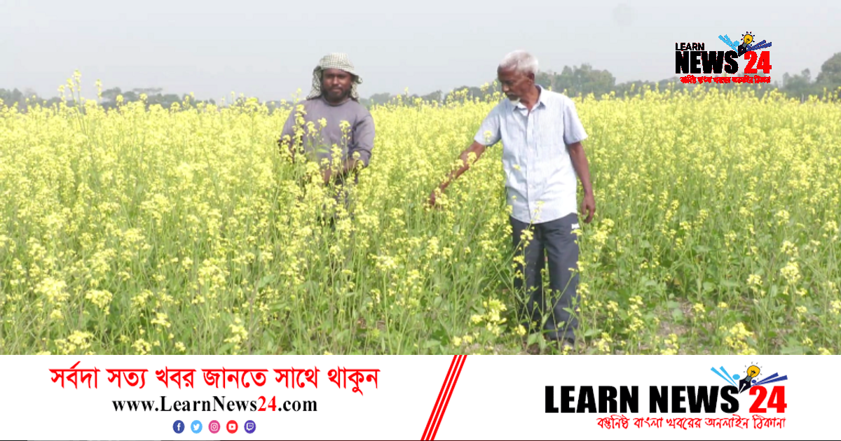 প্রথমবার হাকালুকি হাওড়ে সরিষার বাম্পার ফলন প্রথমবার হাকালুকি হাওড়ে সরিষার বাম্পার ফলন
