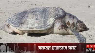 শ্বাসরুদ্ধ হয়ে কাছিমের মৃত্যু