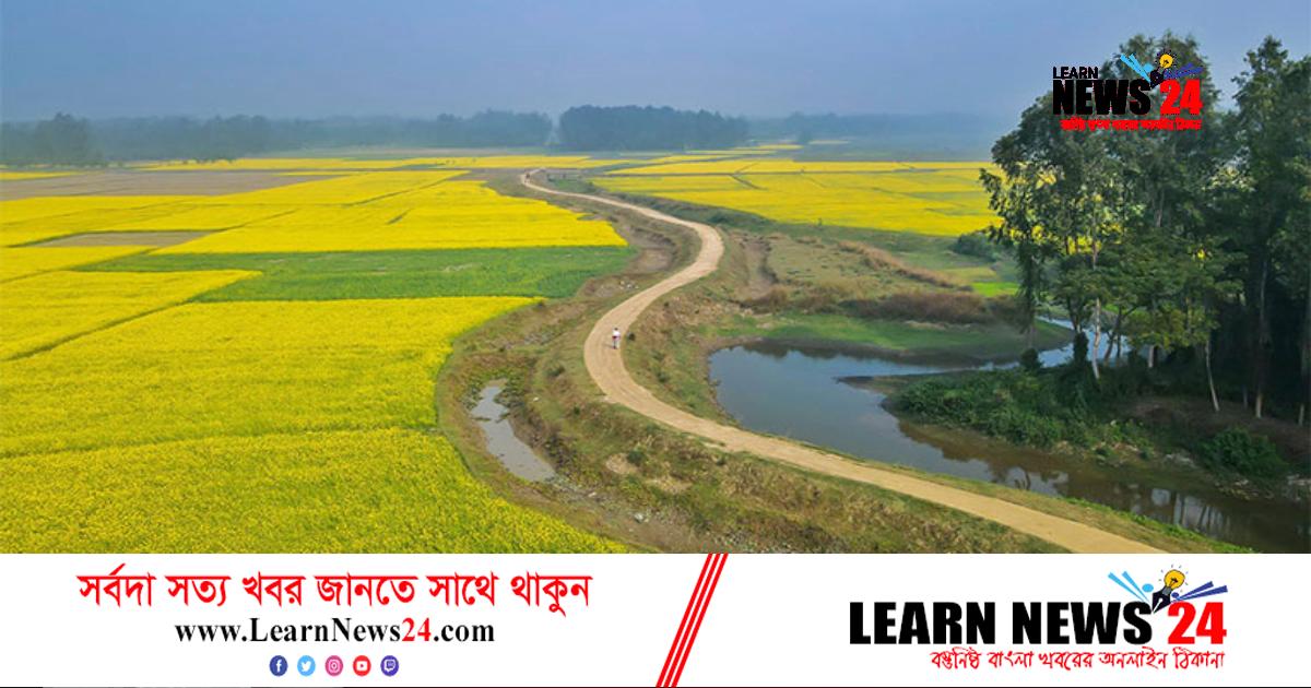 সরিষা দানায় ভাগ্য বদলের স্বপ্ন সরিষা দানায় ভাগ্য বদলের স্বপ্ন