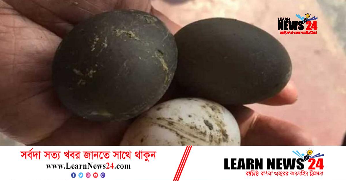 গলাচিপায় হাঁসে পাড়ল কালো ডিম