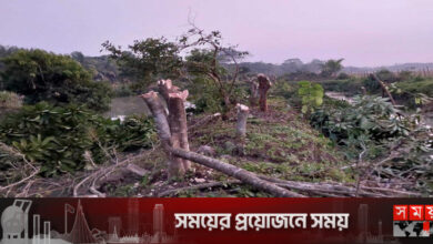 বরগুনায় ৫০০ ফলদ বৃক্ষ কর্তনের অভিযোগ