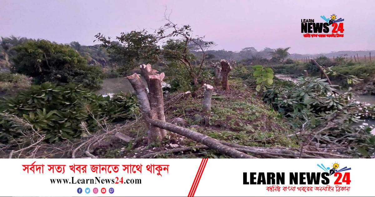 বরগুনায় ৫০০ ফলদ বৃক্ষ কর্তনের অভিযোগ