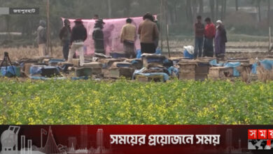 জয়পুরহাটে সরিষার মধুতে মুখে হাসি খামারিদের