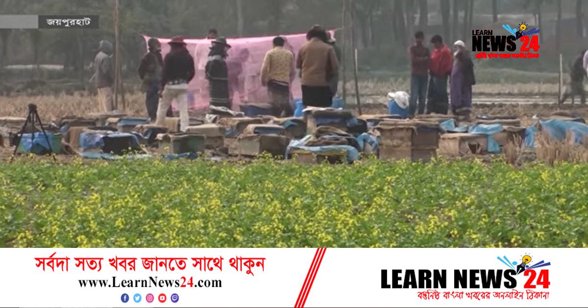জয়পুরহাটে সরিষার মধুতে মুখে হাসি খামারিদের জয়পুরহাটে সরিষার মধুতে মুখে হাসি খামারিদের
