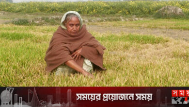 ডিপ মেশিনের পানি না নেয়ায় ৫৪ কৃষকের বীজতলা কীটনাশকে ধ্বংস