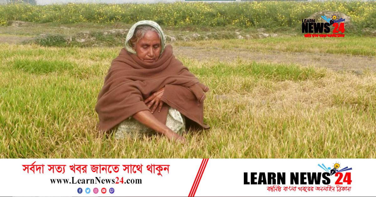 ডিপ মেশিনের পানি না নেয়ায় ৫৪ কৃষকের বীজতলা কীটনাশকে ধ্বংস