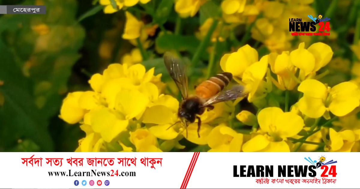 অনুকূল আবহাওয়া: মেহেরপুরে বেড়েছে সরিষার আবাদ