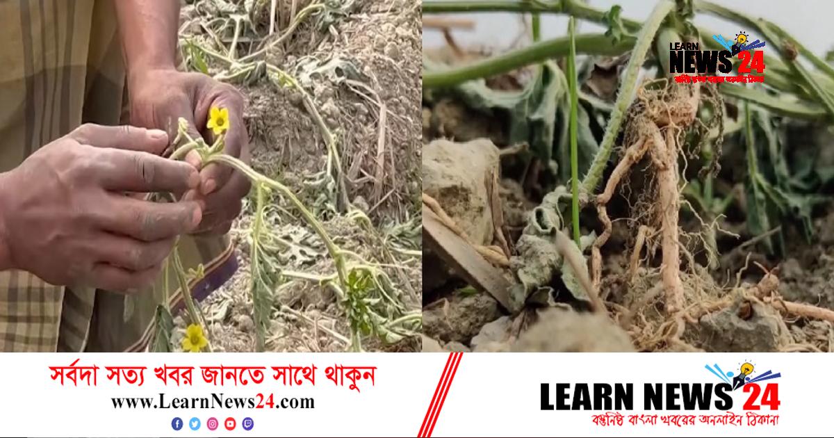 আড়াই হাজার তরমুজ গাছ উপড়ে ফেলায় দিশেহারা কৃষক আড়াই হাজার তরমুজ গাছ উপড়ে ফেলায় দিশেহারা কৃষক