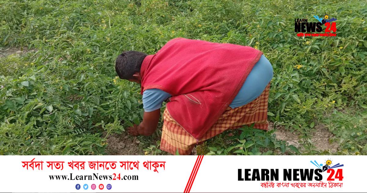 উন্নতজাতের টমেটো চাষেও দিশেহারা কৃষক!