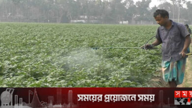 ঘন কুয়াশায় ক্ষতির শঙ্কায় কুড়িগ্রামের আলুচাষিরা