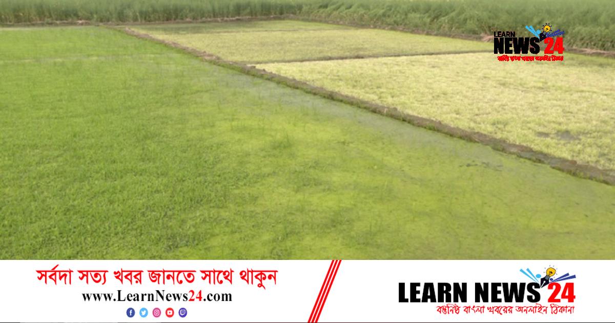 বগুড়ায় বীজতলা নষ্ট হয়ে খরচ বাড়ছে কৃষকের