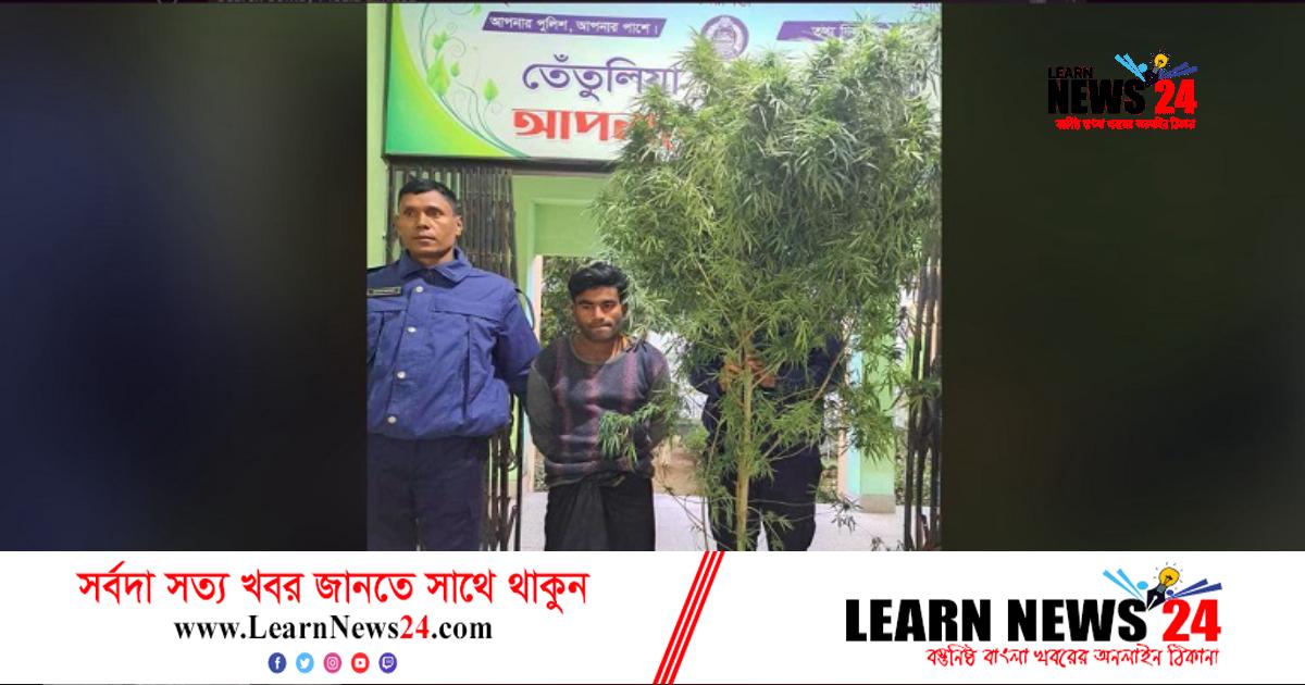 বাড়ির আঙিনায় গাঁজা চাষ, চাষী আটক! বাড়ির আঙিনায় গাঁজা চাষ, চাষী আটক!