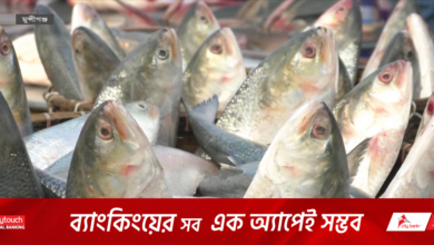 মাওয়ায় সরবরাহ বাড়লেও বেড়েছে ইলিশের দাম