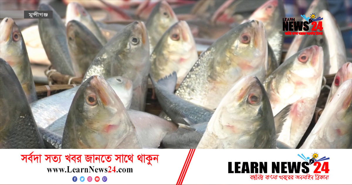 মাওয়ায় সরবরাহ বাড়লেও বেড়েছে ইলিশের দাম