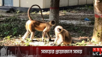 রাজবাড়ীর গোয়ালন্দে দলছুট হনুমান