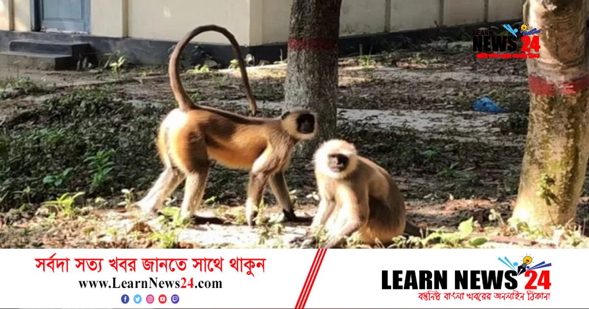 রাজবাড়ীর গোয়ালন্দে দলছুট হনুমান