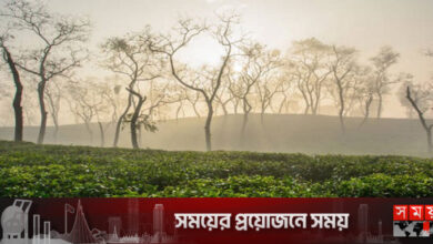 হাড়কাঁপানো শীতে জবুথবু শ্রীমঙ্গল, তাপমাত্রা ৬.৬