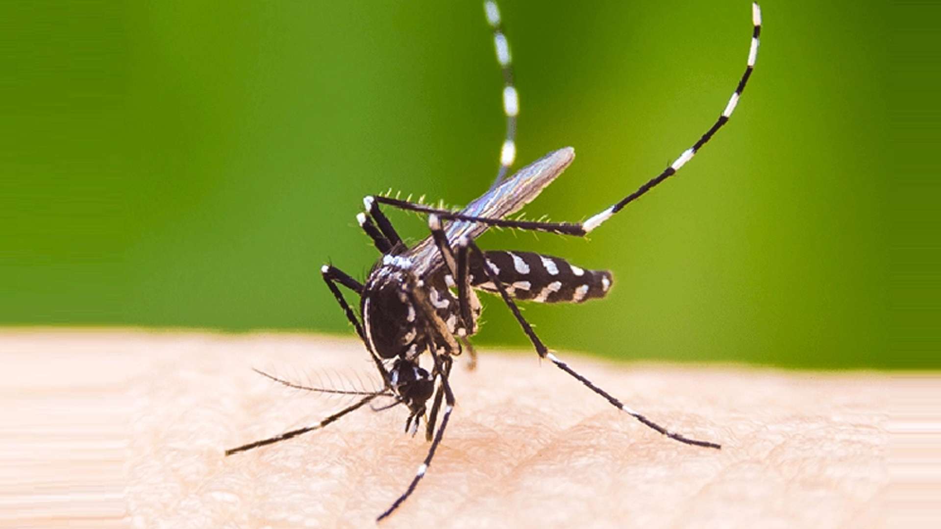 ডেঙ্গুতে মৃত্যু ও আক্রান্ত কমলো ডেঙ্গুতে মৃত্যু ও আক্রান্ত কমলো