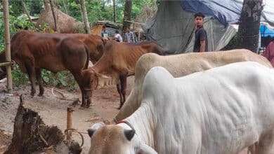 ফেনীতে আবারও ব্যবসায়ীকে কুপিয়ে ২ গরু লুট