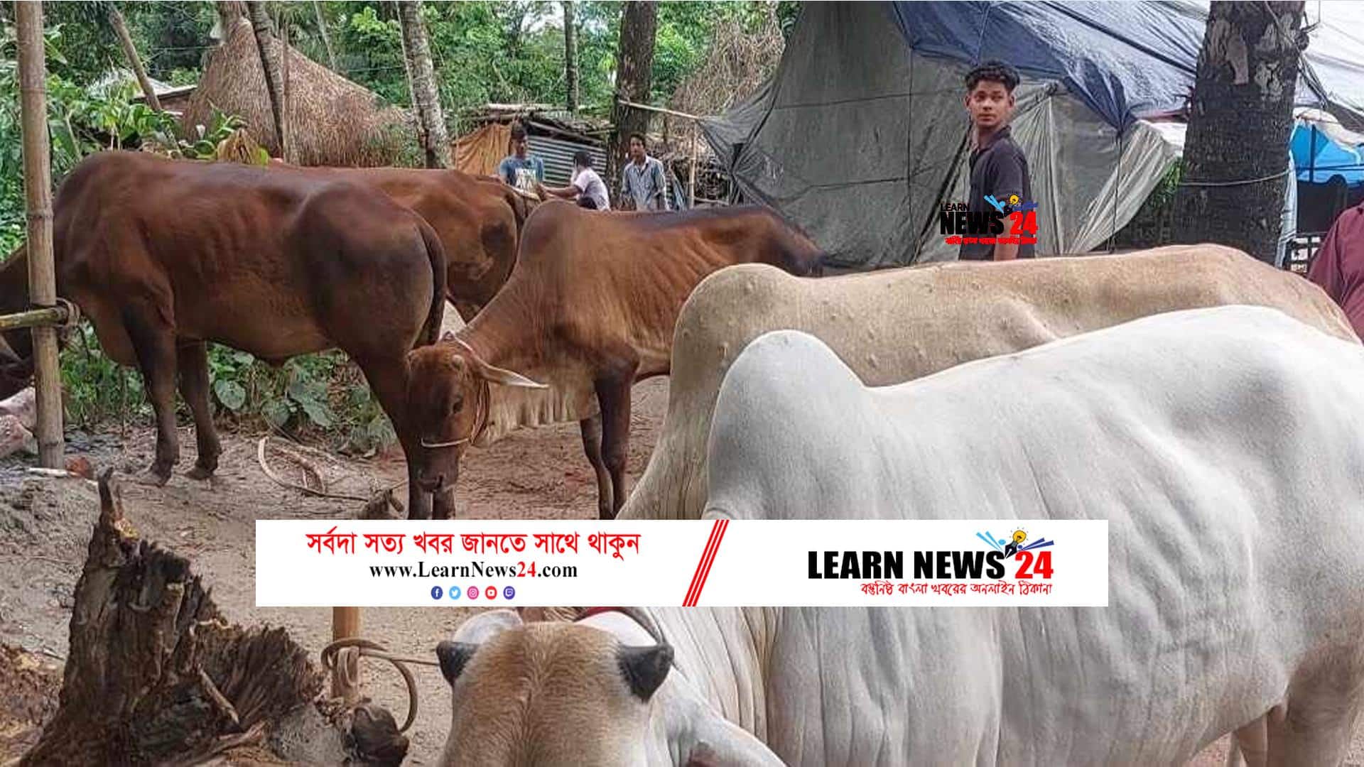 ফেনীতে আবারও ব্যবসায়ীকে কুপিয়ে ২ গরু লুট